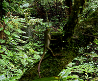 aruana_058.jpg