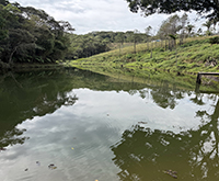 aruana_062.jpg