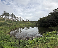 aruana_063.jpg