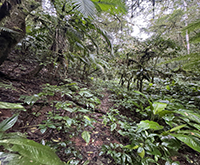 aruana_064.jpg