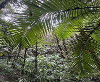 aruana_065.jpg