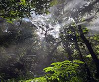 aruana_067.jpg