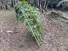 yanomami_262.jpg